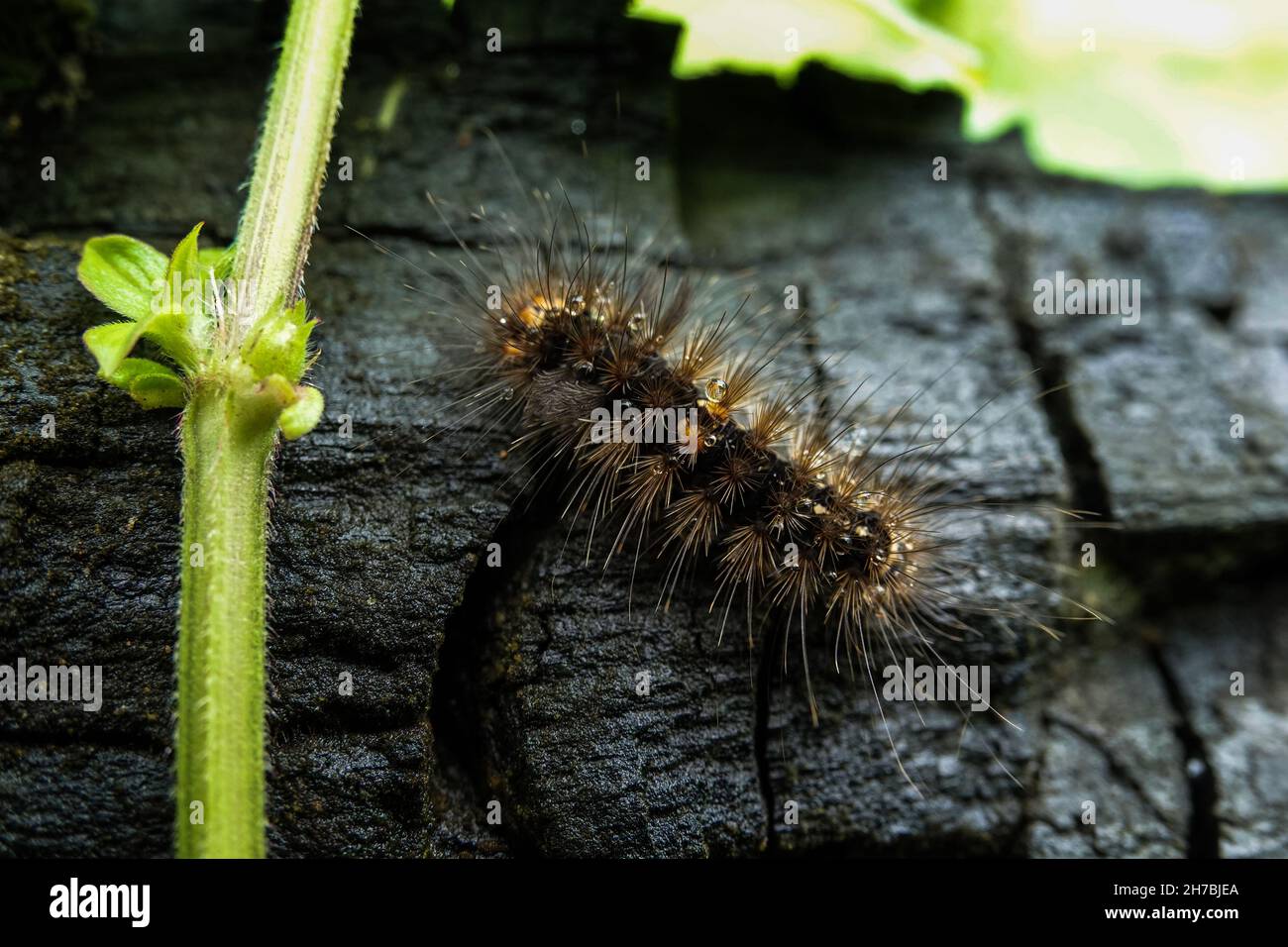 braune-haarige-raupe-fotos-und-bildmaterial-in-hoher-aufl-sung