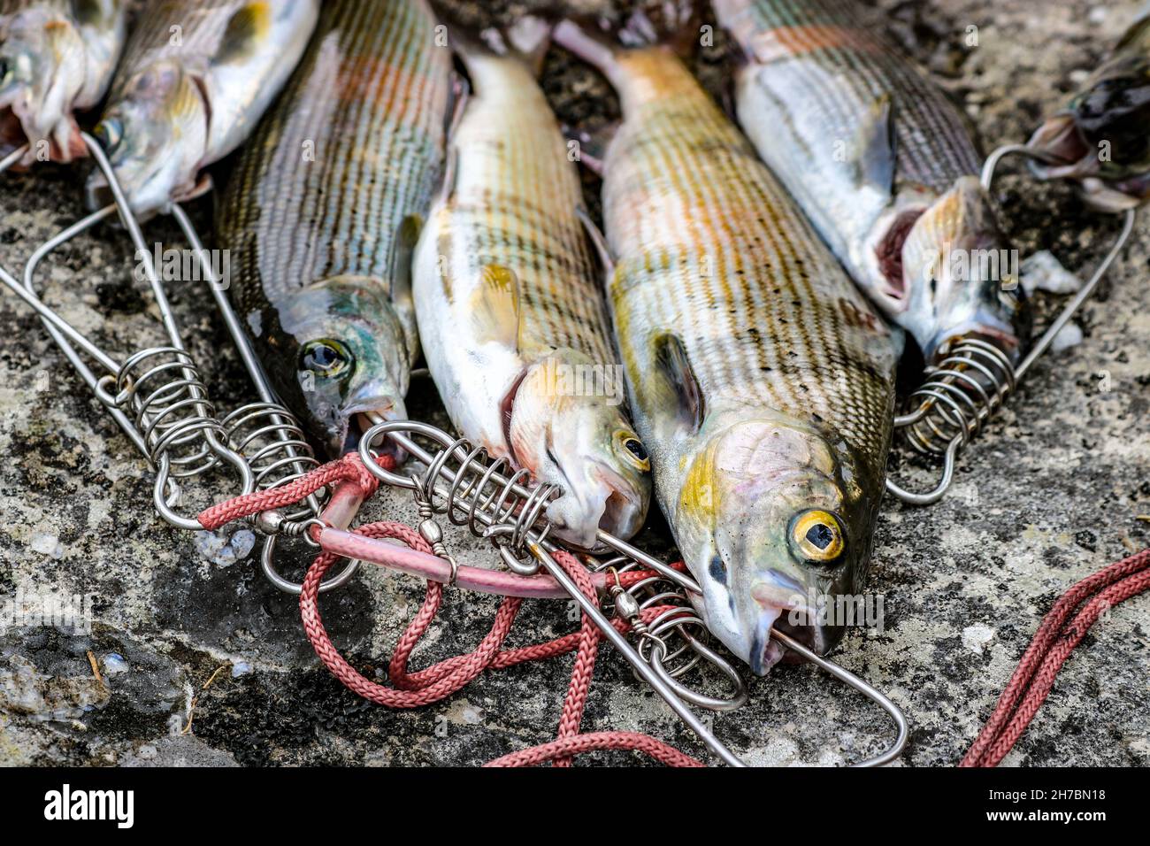 Frischer Fisch fängt auf einem Stein, Äschen aus nächster Nähe auf einem Fischstringer. Fischerei und Bergbau. Stockfoto