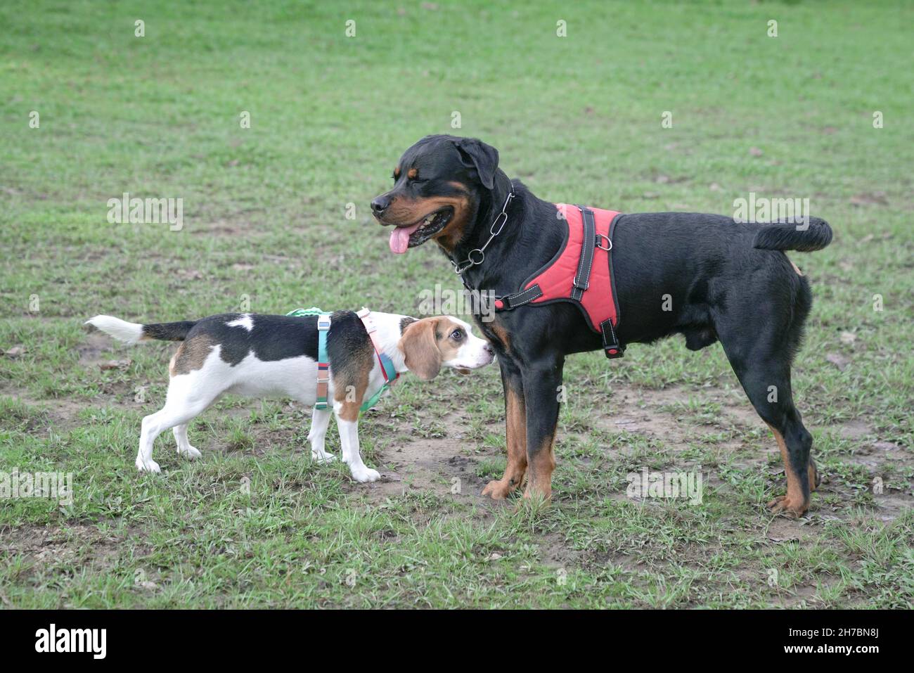 Rottweiler und Beagle treffen sich und lernen sich im Hundepark kennen. Konzept der Hundesozialisierung. Stockfoto