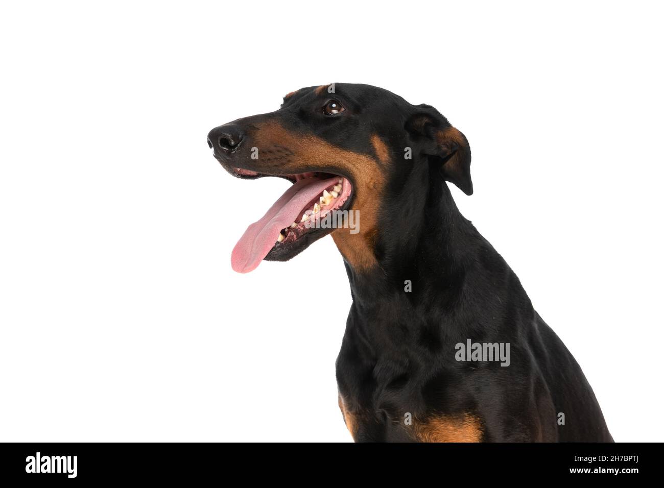 Hundestellung Ausgeschnittene Stockfotos und -bilder - Seite 2 - Alamy