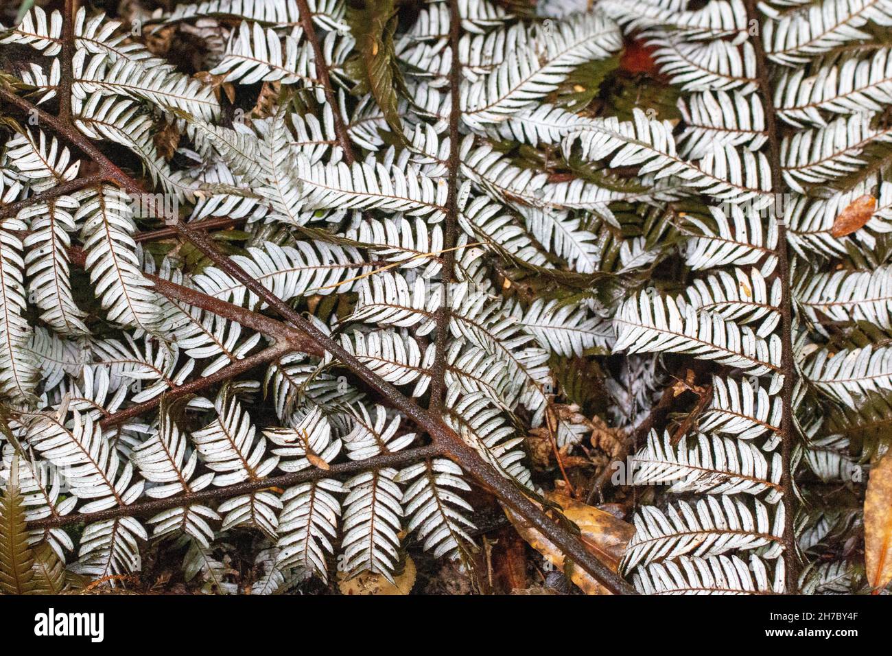 Neuseeland Silberfarn (Alsophila dealbata) Ponga Zweige Hintergrundstruktur Stockfoto