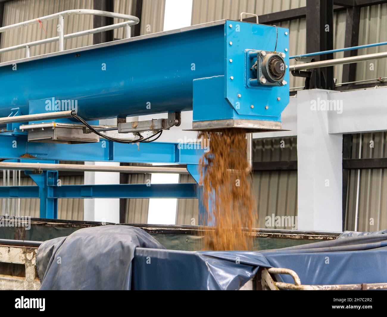 Hühnermehl wird auf einen LKW geladen. Hühnermehl ist eine eiweißreiche Mahlzeit, die aus Hühnernebenprodukten wie Knochen, Darm, Köpfe usw. C hergestellt wird Stockfoto