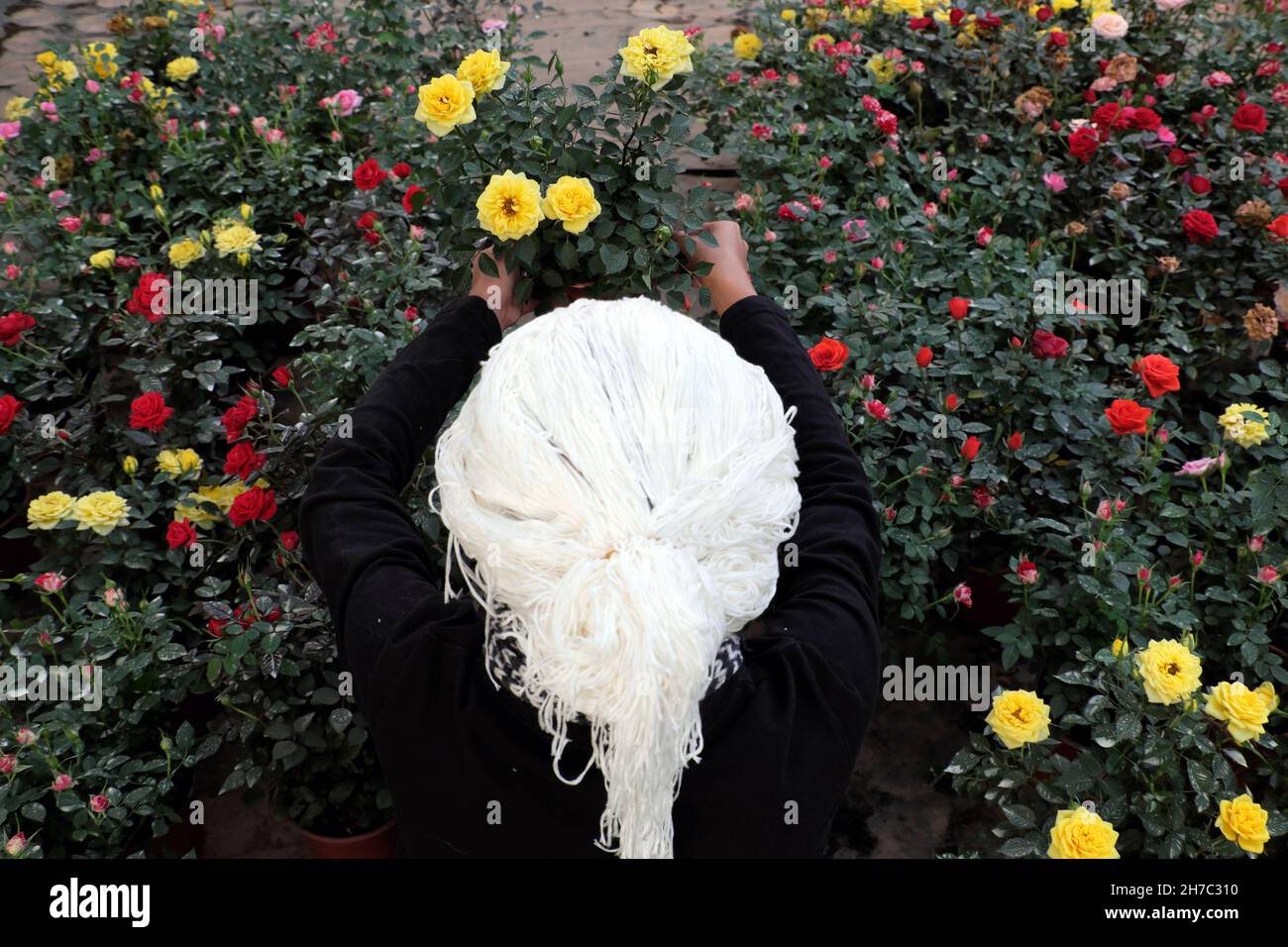 Draufsicht Farmer im Feld, erstaunliche vietnamesische Frau mit weißen Haaren sitzen zwischen Rosengarten in bunten, schönen Szene auf Farm Tour, Da Lat Stockfoto