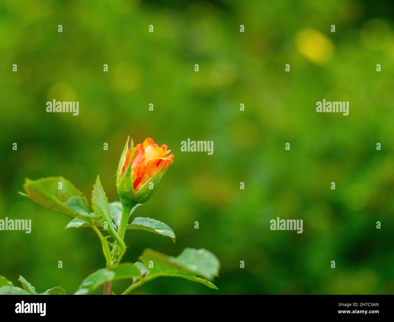 Orangenblüten im Garten, Sommer Stockfoto