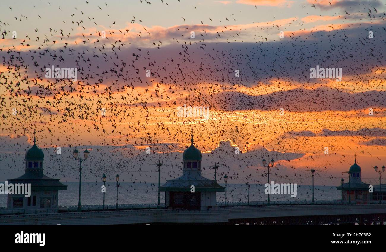 Vogelgezwitscher über dem Nordpier von blackpool bei Sonnenuntergang Stockfoto