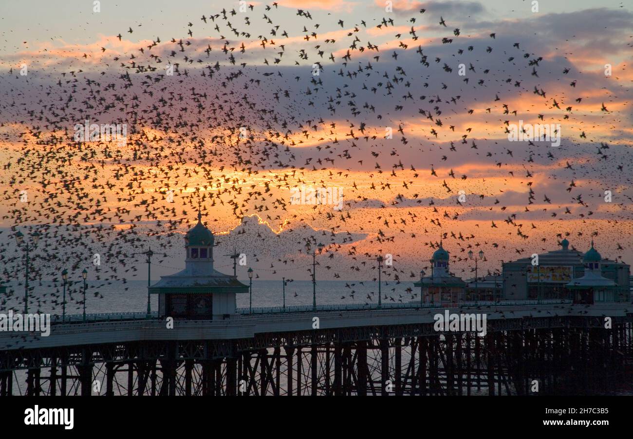 Vogelgezwitscher über dem Nordpier von blackpool bei Sonnenuntergang Stockfoto