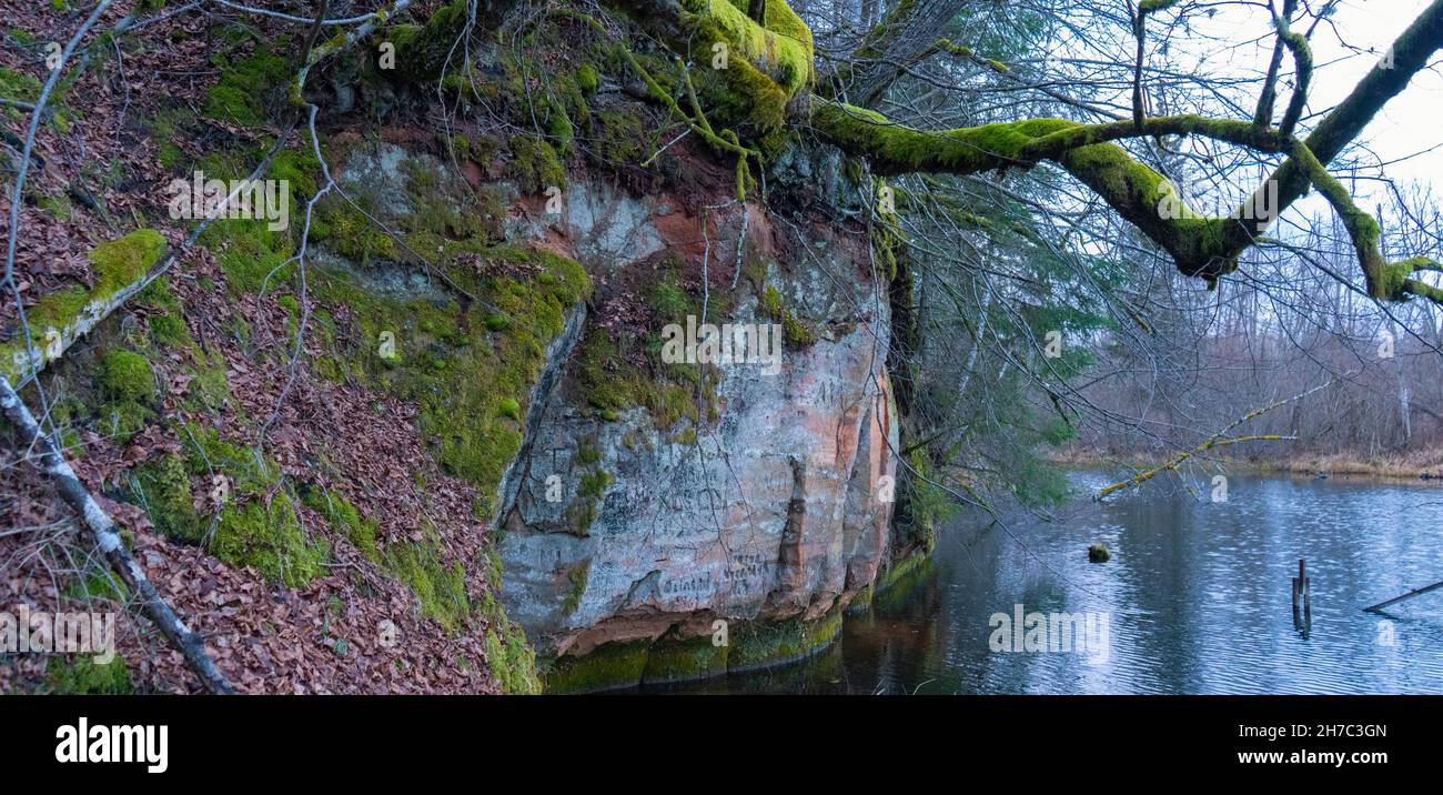 Die 40 M langen Ziedleju Klippen bestehen aus den rötlichen Sandsteinen von Gauja Suite. Ein Sandsteinausbiss am Ufer des Flusses Gauja, Incukalns, Lettland. Stockfoto