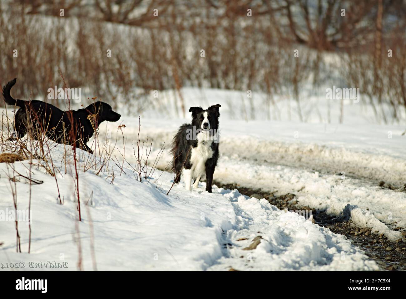 Zwei entzückende Hunde jagen sich im weißen Schnee Stockfoto