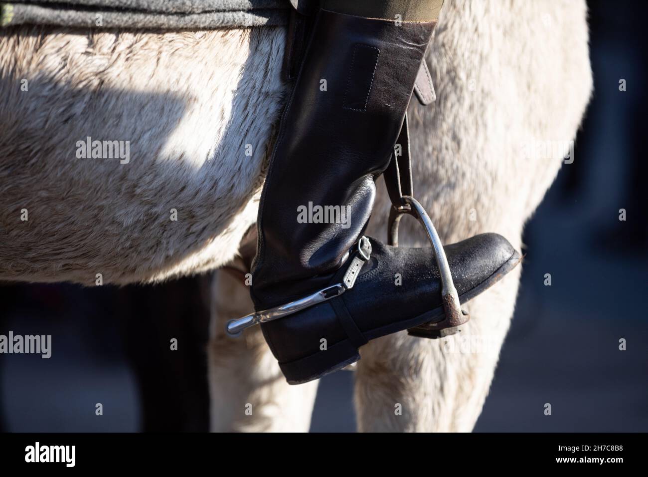 Ein Militärstiefel im Steigbügel gegen den Bauch des Pferdes bestätigt das Weiße. Stockfoto