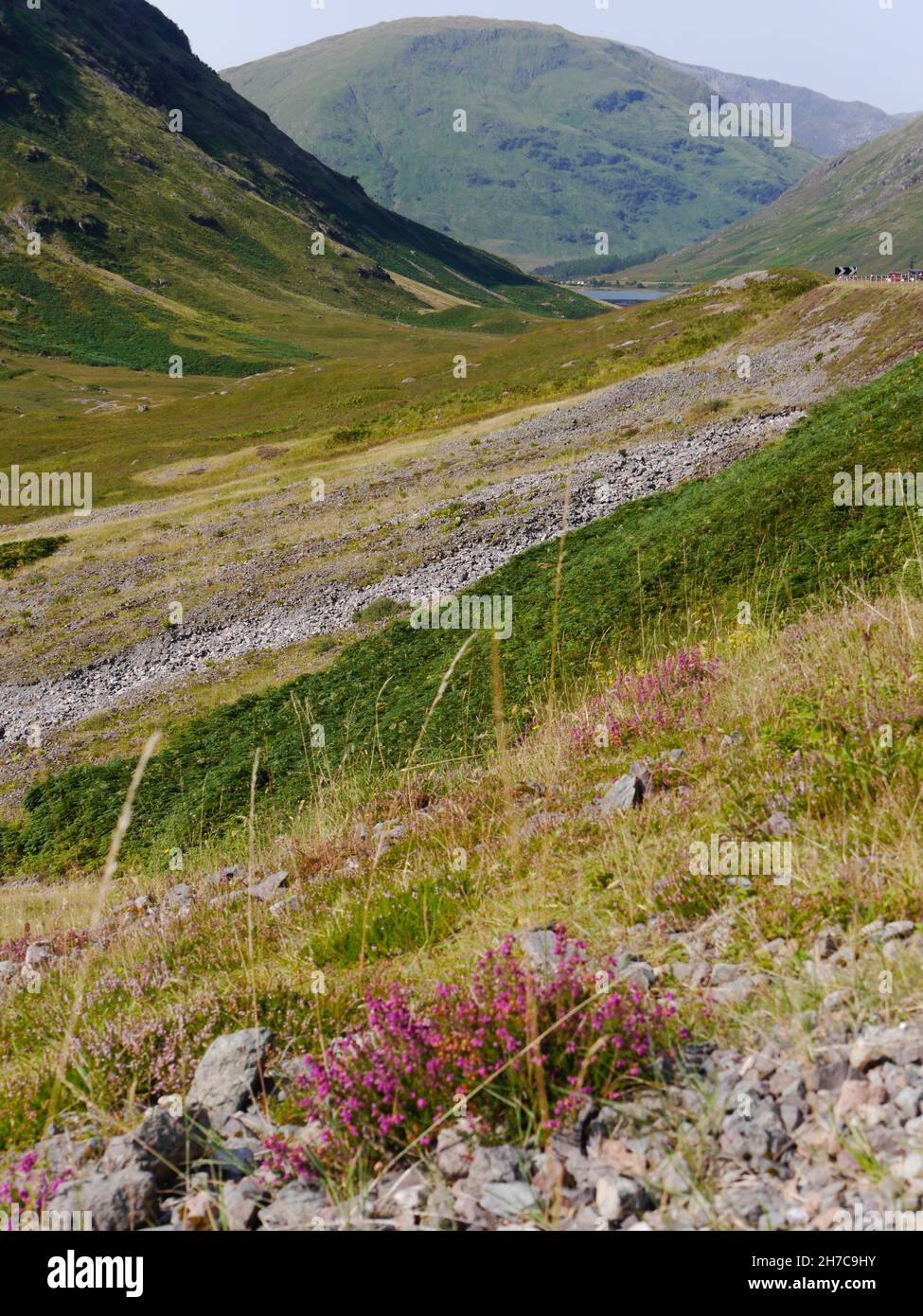 Vertikale Ansicht des Tales mit Heidekraut in Glencoe, Schottische Highlands Stockfoto