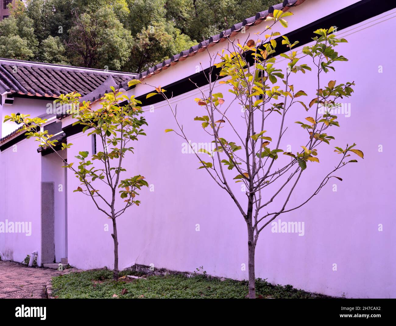 Bäume entlang der Seitenwand des Sam Tung UK Museum, Hongkong Stockfoto