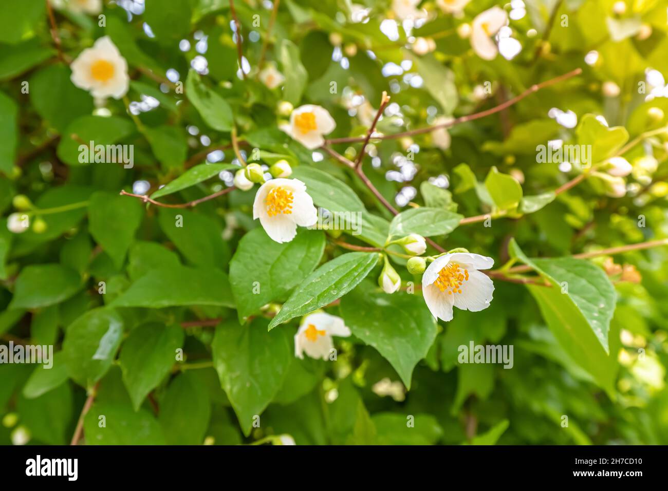 Blüte der Jasminstrauch-Pflanze - wertvolles Kraut in der Volksmedizin und Aromatherapie Stockfoto