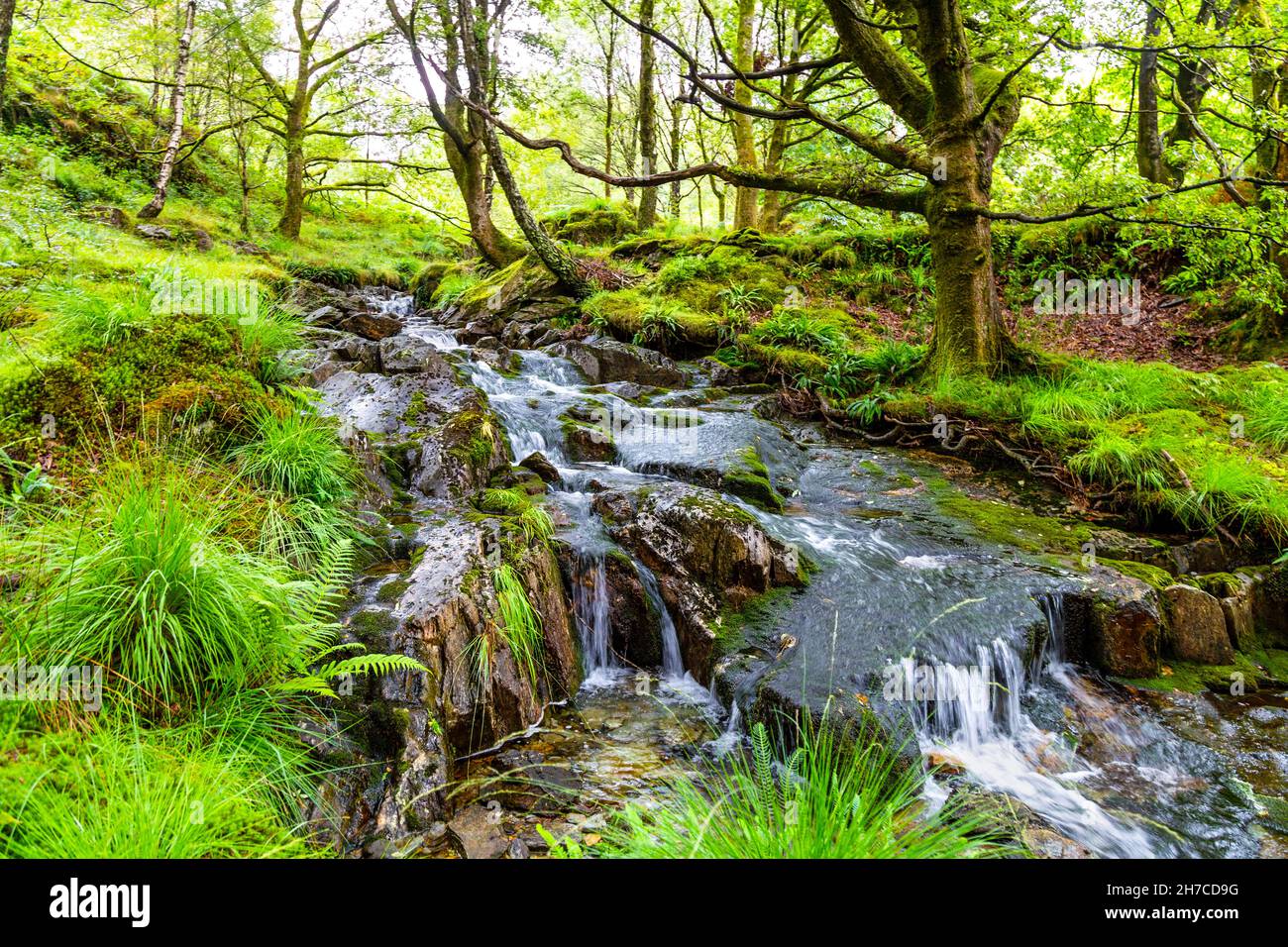 Wasserfall im Wald auf dem Weg nach Mynydd Sygyn, Beddgelert, Snowdonia, Wales, Großbritannien Stockfoto