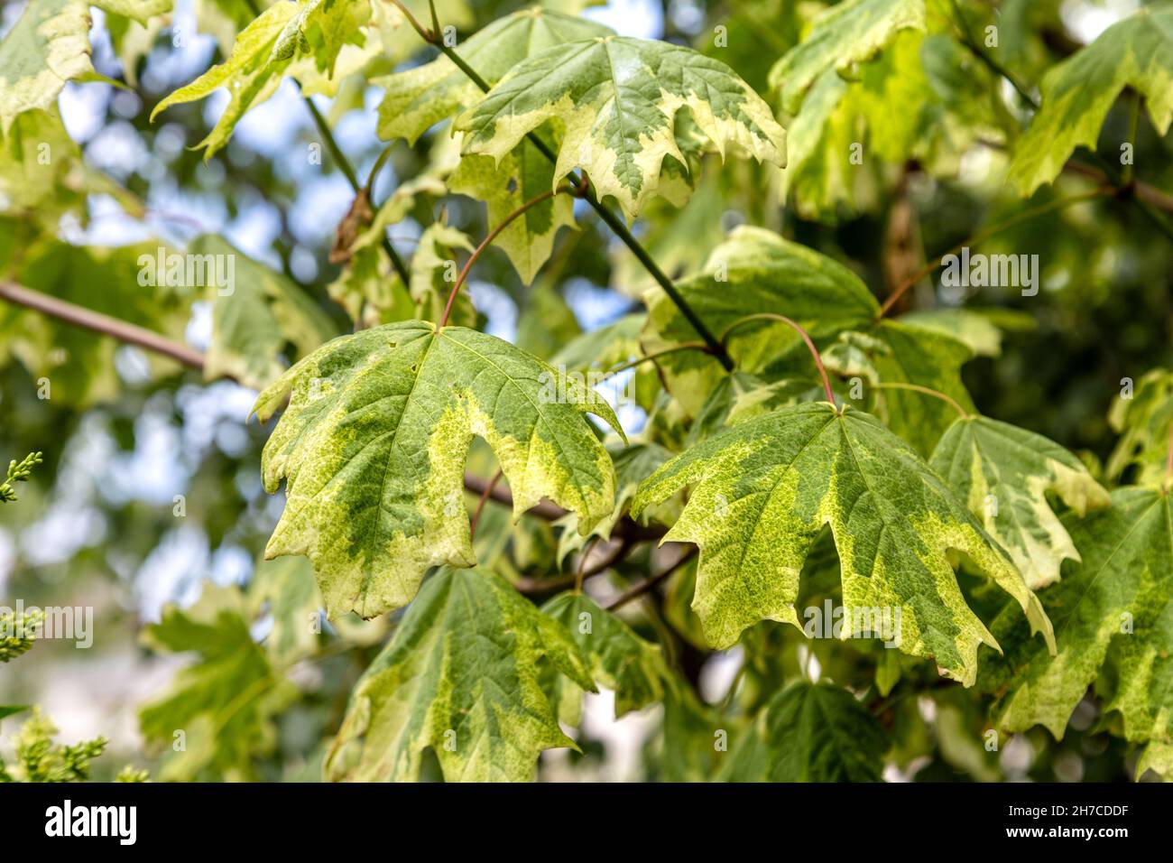 Nahaufnahme der Blätter eines bunten Norwegenackels (Acer platanoides 'drummondii'), Forest for Change Ausstellung, Innenhof des Somerset House, London, Großbritannien Stockfoto