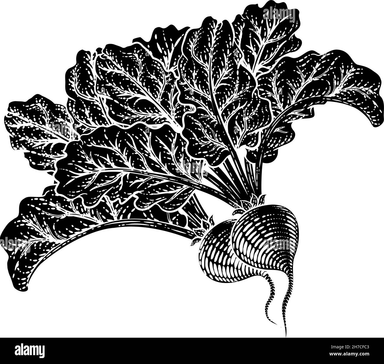 Rüben Rote Beete Gemüseholzschnitt Illustration Stock Vektor