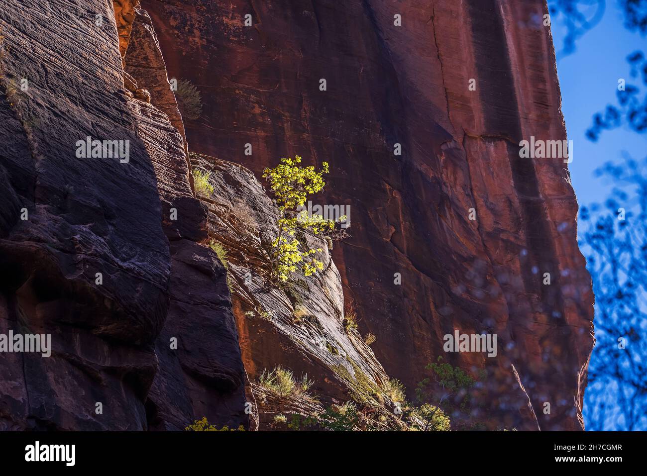 Ein einziger Baum mit Herbstfarben wächst aus dem Fels entlang des Riverside Walk Trail im Zion National Park, Springdale, Washington County, Utah, USA. Stockfoto