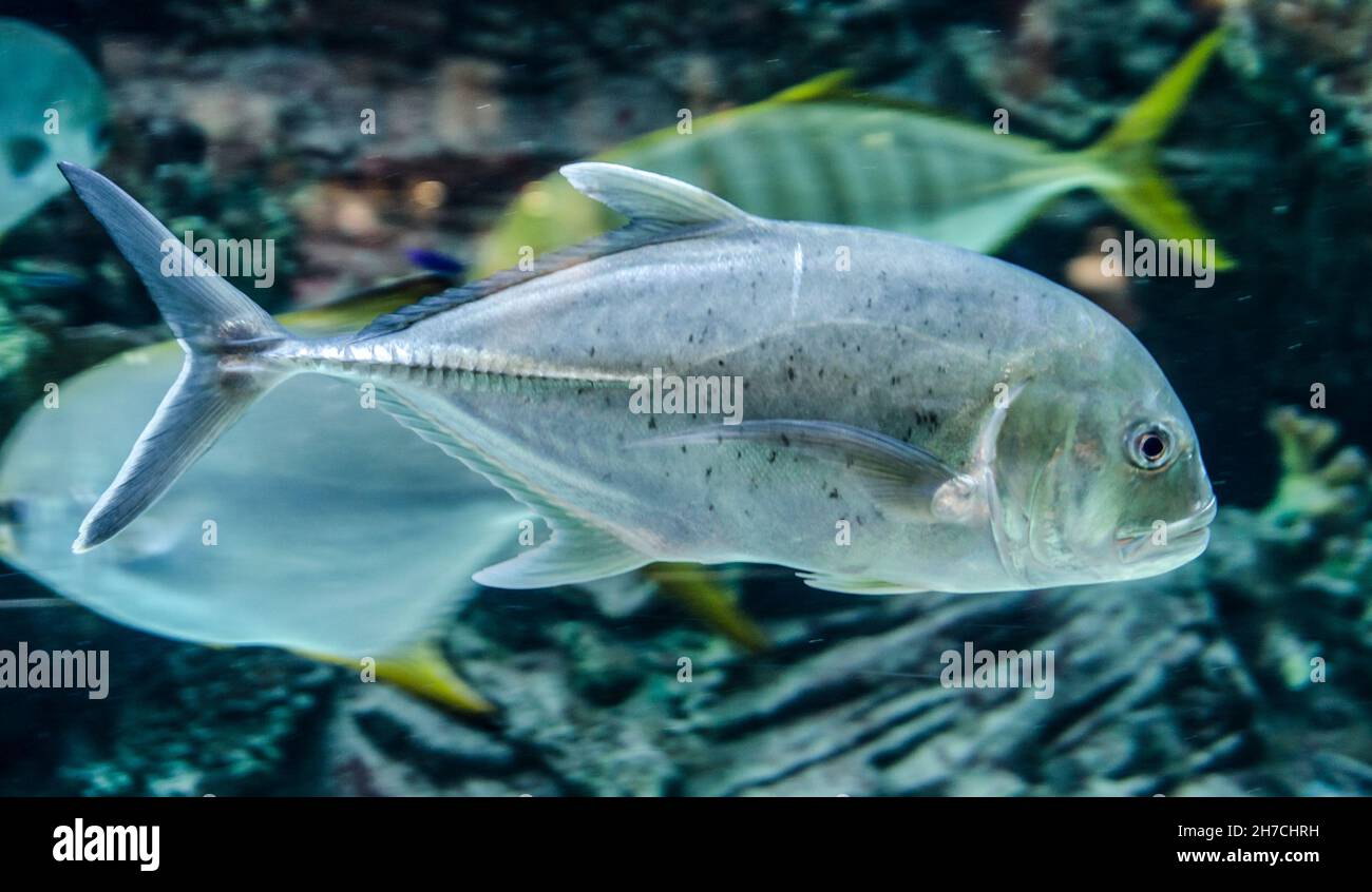 Silberfische schwimmen im riesigen Aquarium Stockfoto