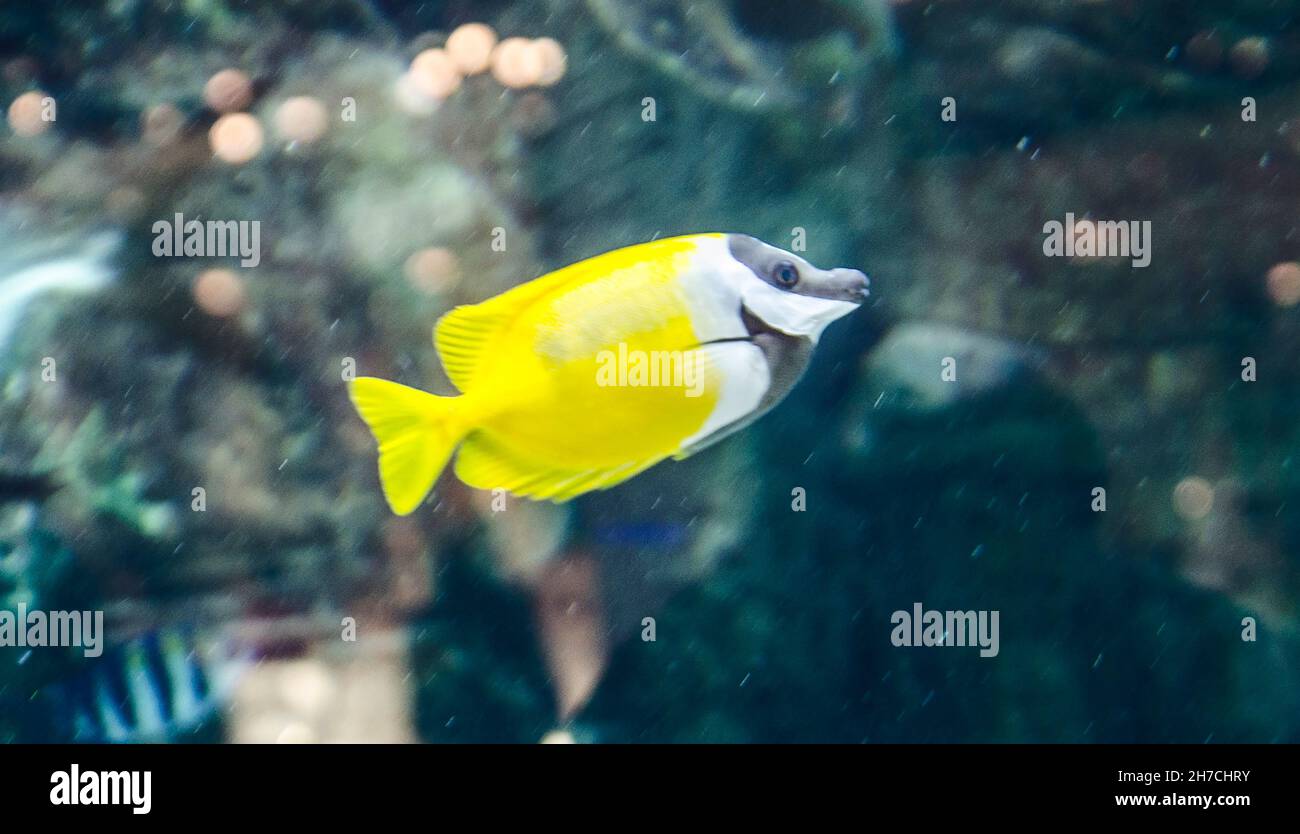 Gelbe Korallenfische schwimmen im tiefen Aquarium Stockfoto