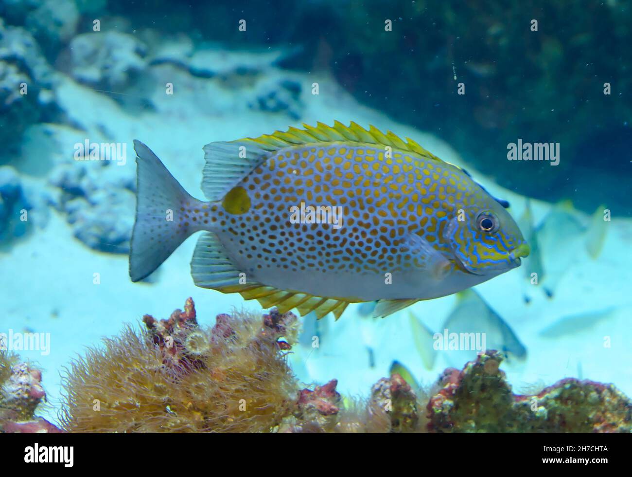 Gelbe Korallenfische schwimmen im tiefen Aquarium Stockfoto