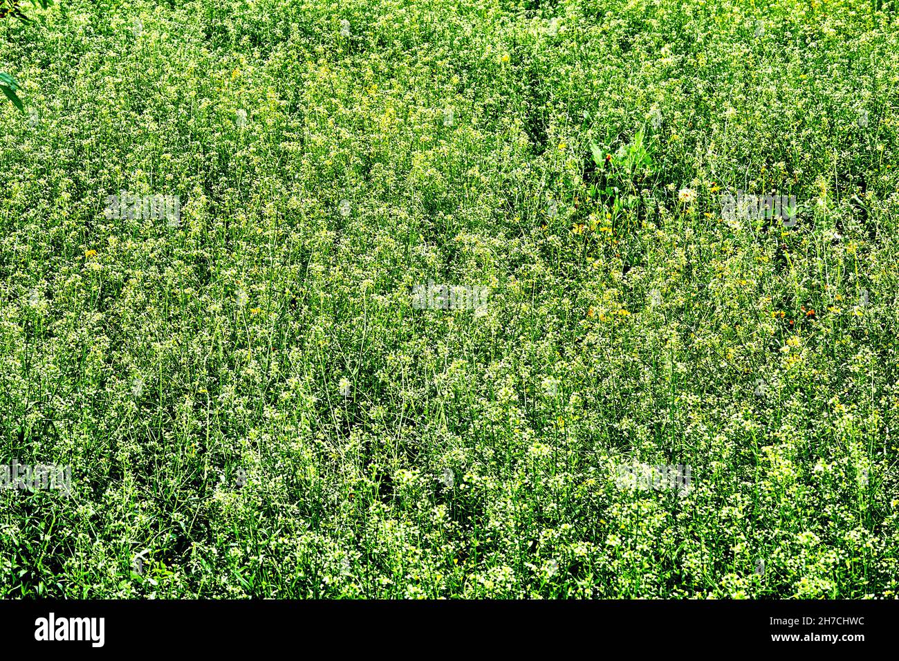 Grüner grasbewachsener Teppich mit gelben und weißen Blüten Stockfoto