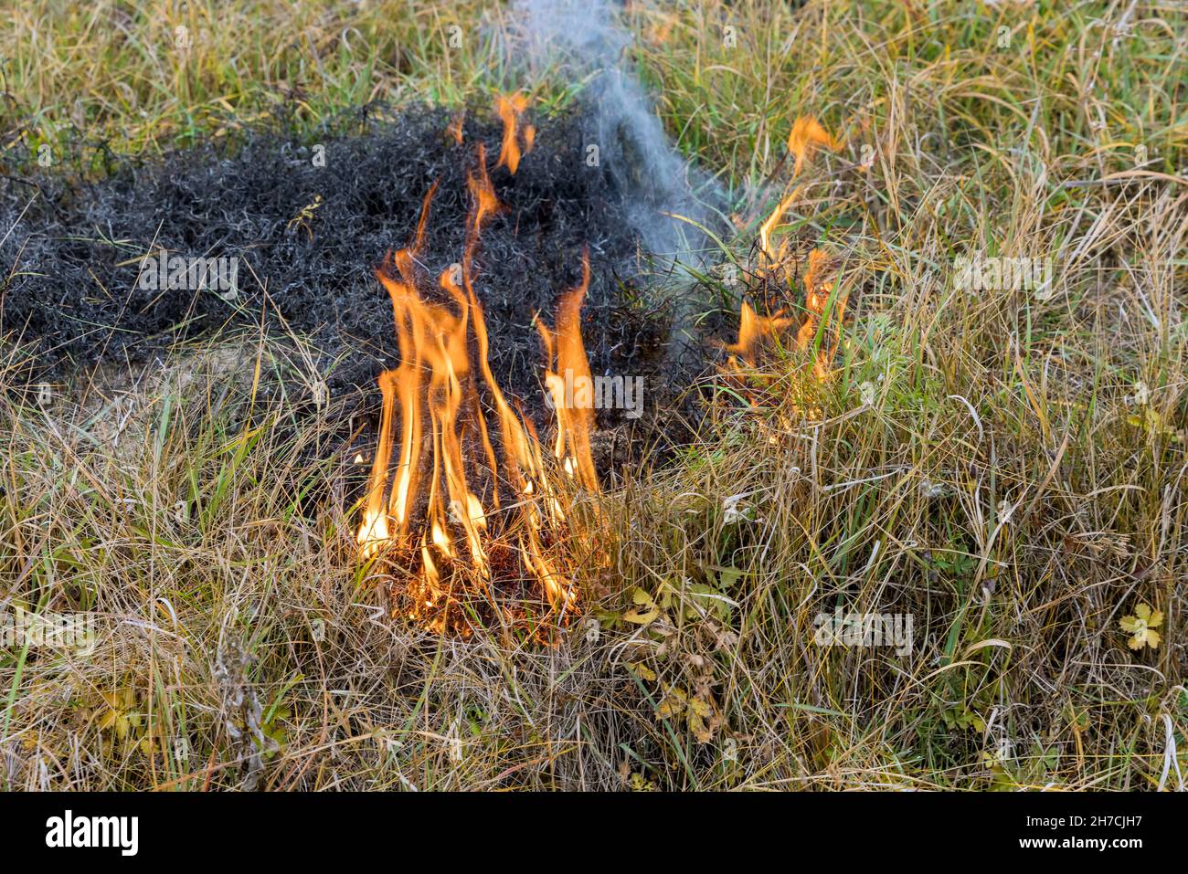 Brennendes Gras der saisonale Frühling mit der ökologischen Katastrophe unseres Planeten in Naturgefahr Katastrophe Stockfoto