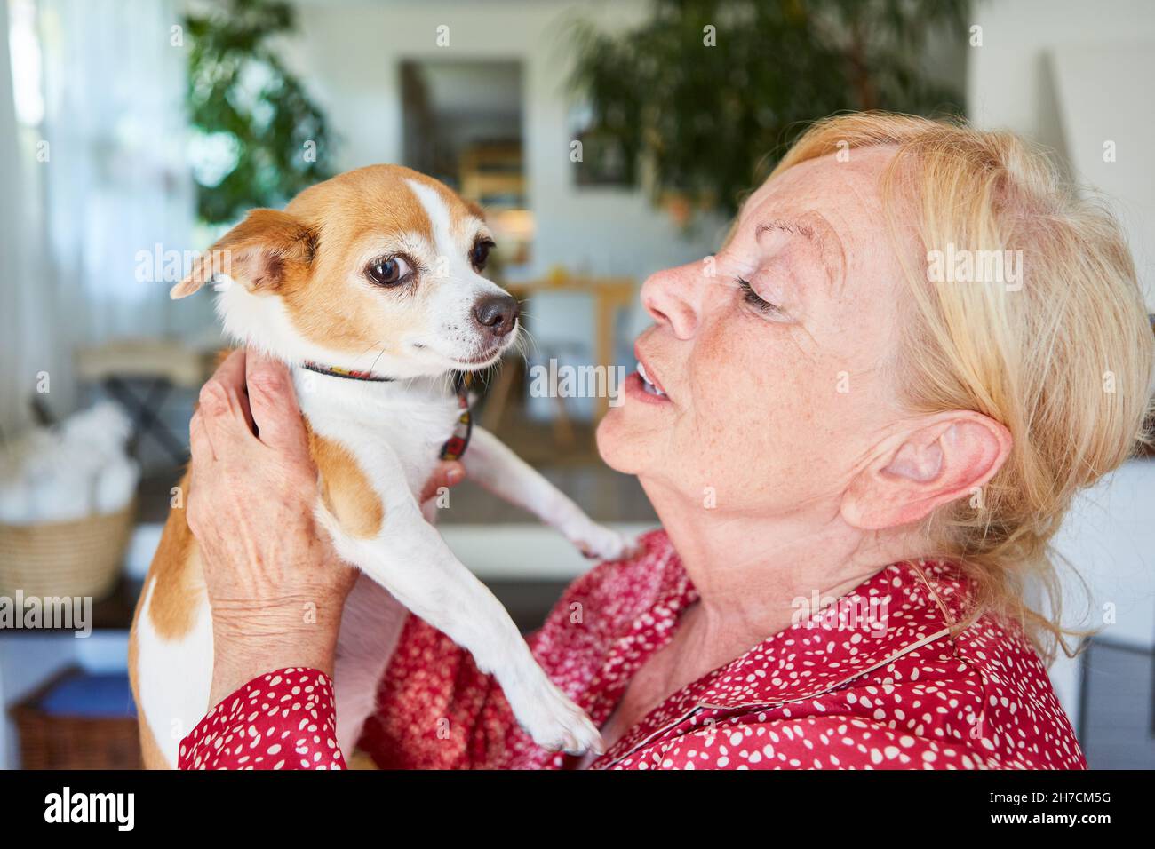 Ältere Frau hebt einen kleinen Hund als Therapiehund ​​against Einsamkeit und für Gesellschaft Stockfoto