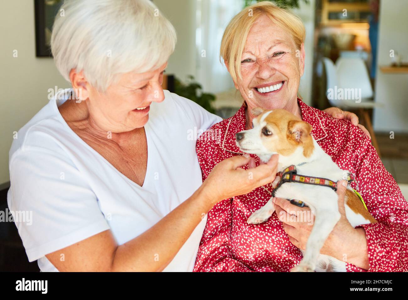 Glückliche Senioren haben Spaß mit einem kleinen Hund als Haustier und Therapiehund Stockfoto