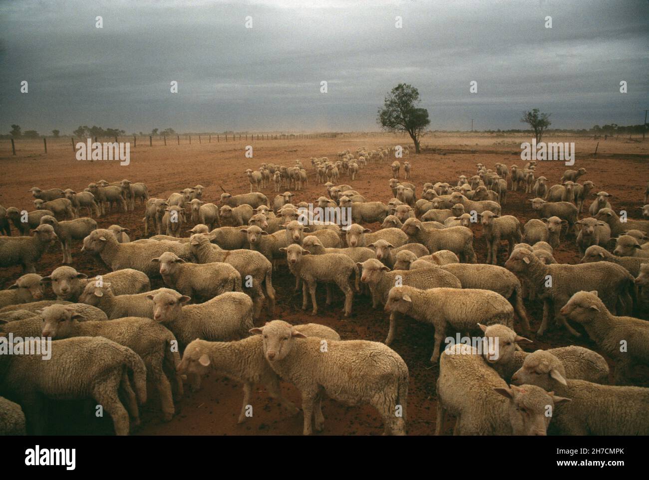 Australien. Queensland. Tierhaltung. Schafschar in trockener, stürmischer Landschaft. Stockfoto