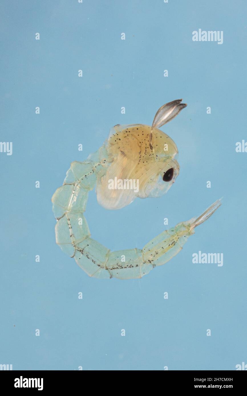Phantom Midge (Chaoborus spec.), Pupa, Deutschland Stockfoto