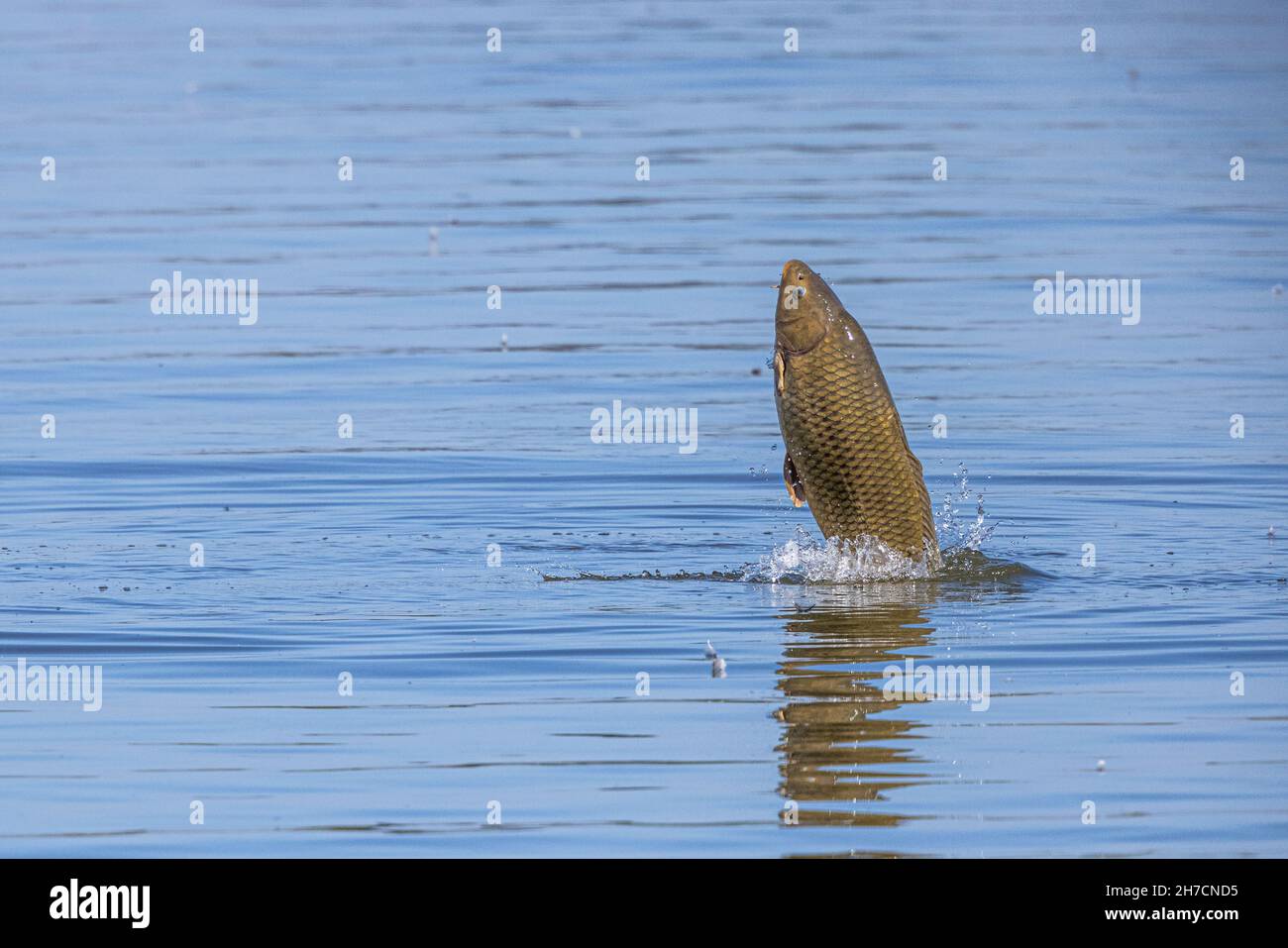 Carp out of water Fotos und Bildmaterial in hoher Auflösung Alamy