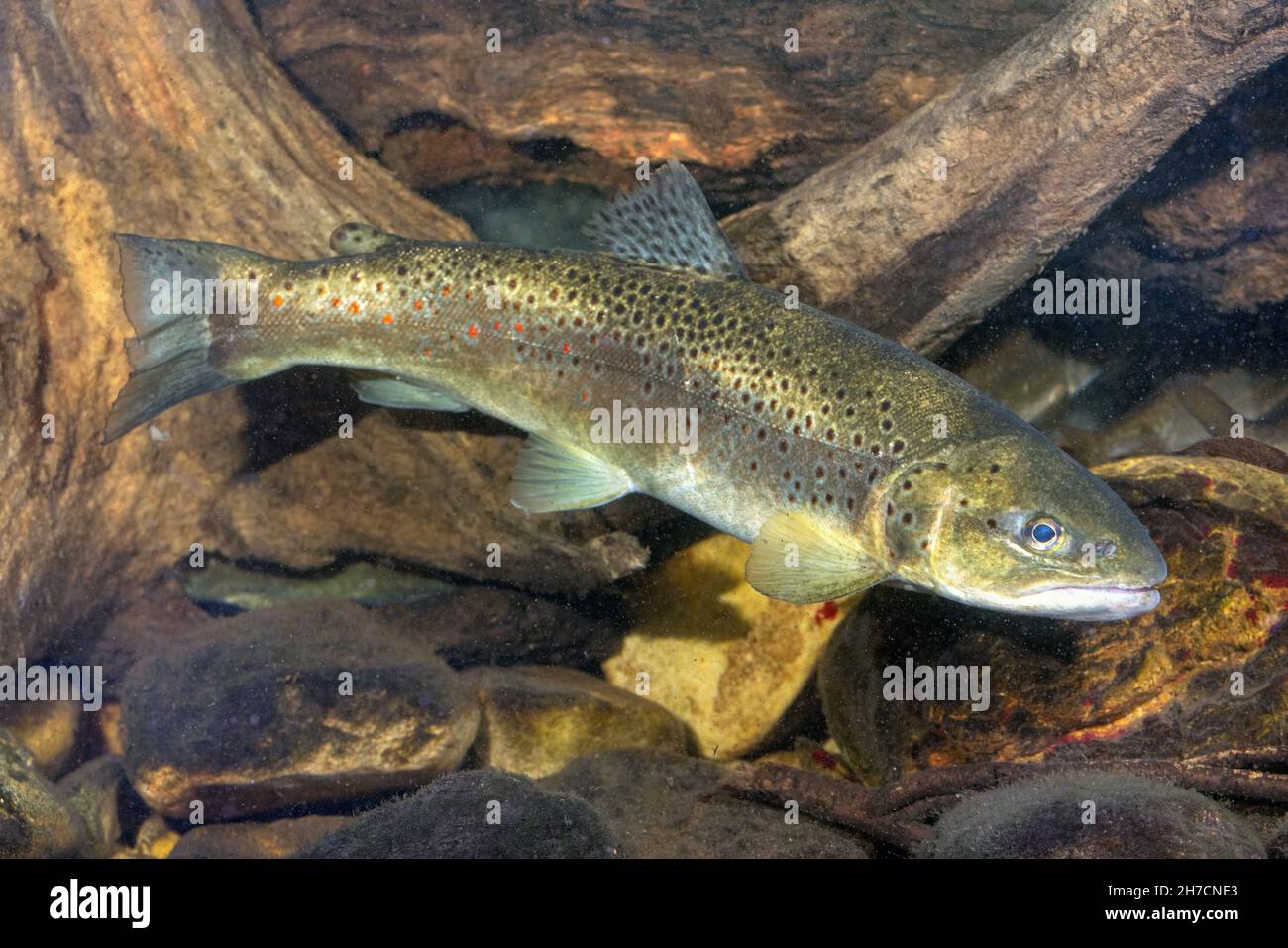 Bachforelle, Flussforelle, Bachforelle (Salmo trutta fario), Schutzfarbe, Deutschland Stockfoto