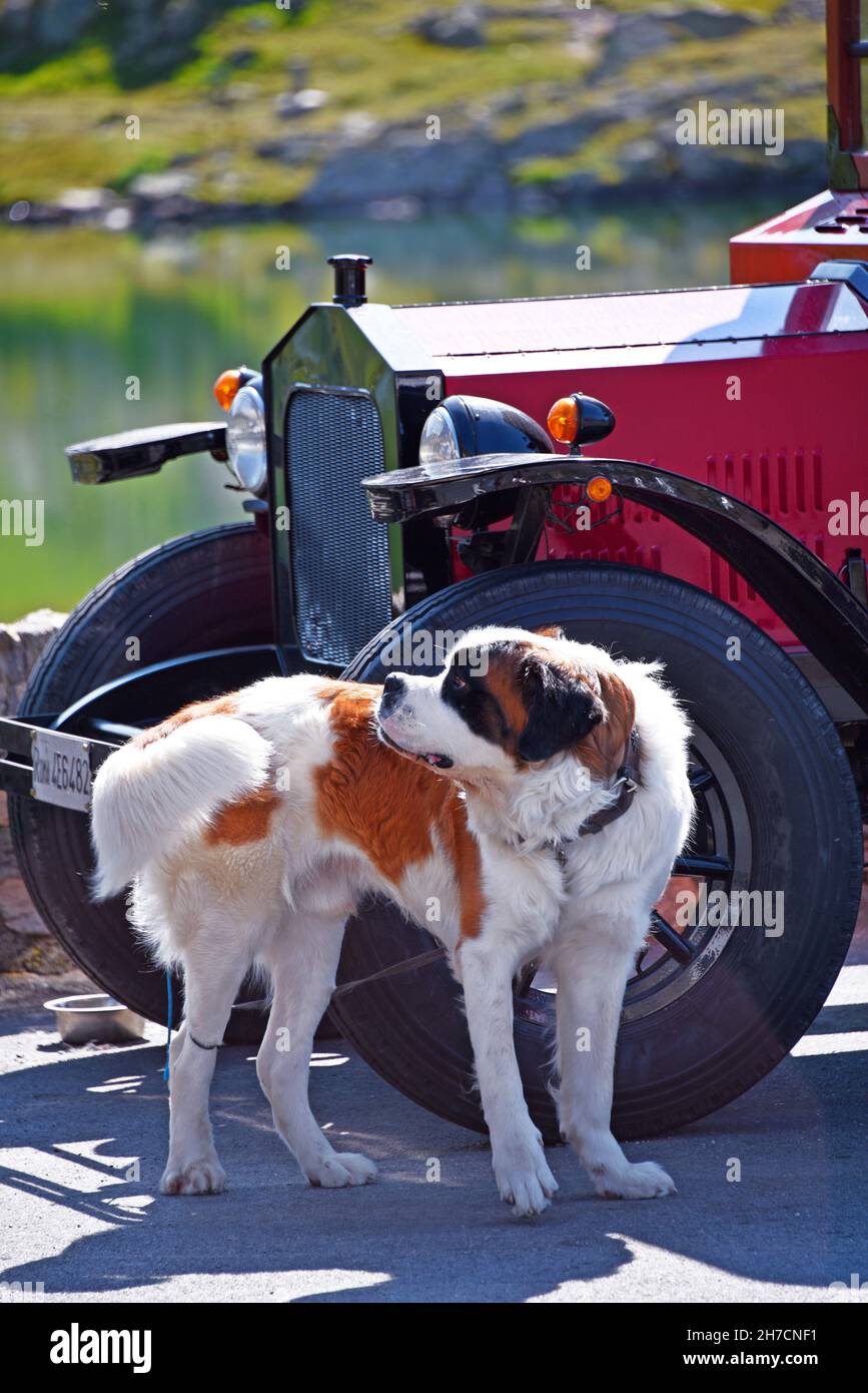 Bernhardiner Hund (Canis lupus f. familiaris), vor einem Oldtimer stehend, Italien, Aostatal Stockfoto