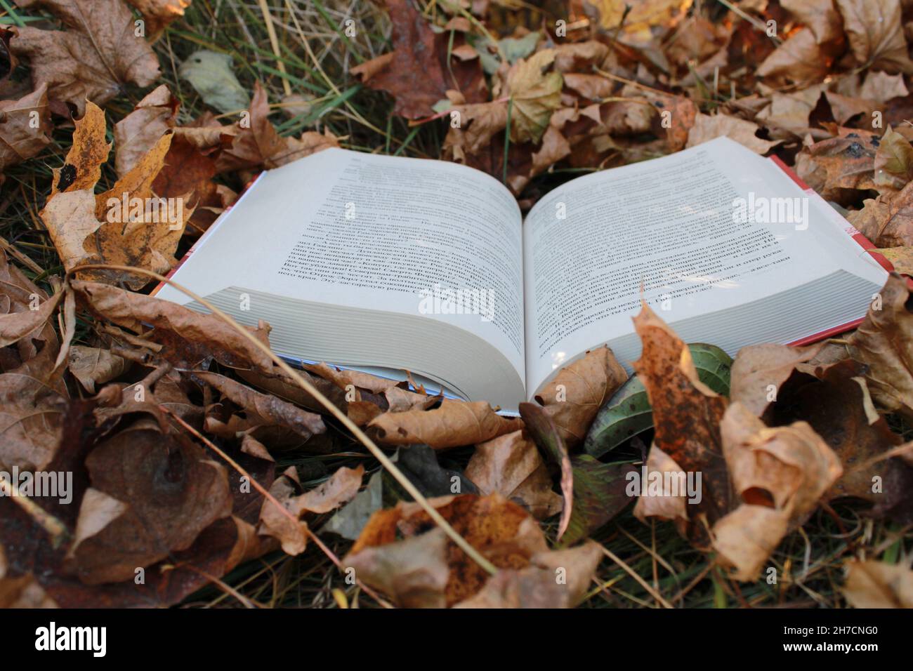 Ein offenes Buch auf dem Boden. Bücher auf dem Hintergrund der Blätter. Ein Herbsttag im Wald perfekt zum Lesen Stockfoto