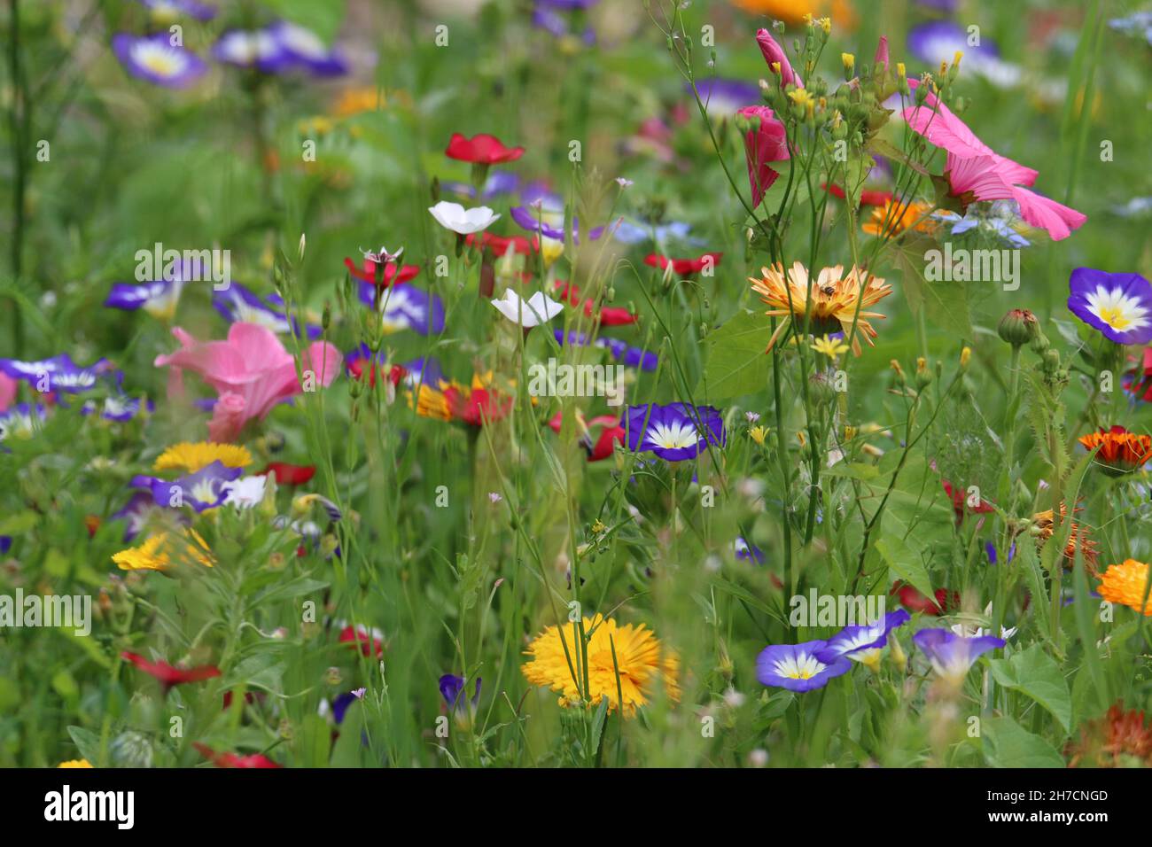 So genannte Wildblumenwiese aus einer Mischung exotischer, nicht einheimischer Arten, Deutschland Stockfoto