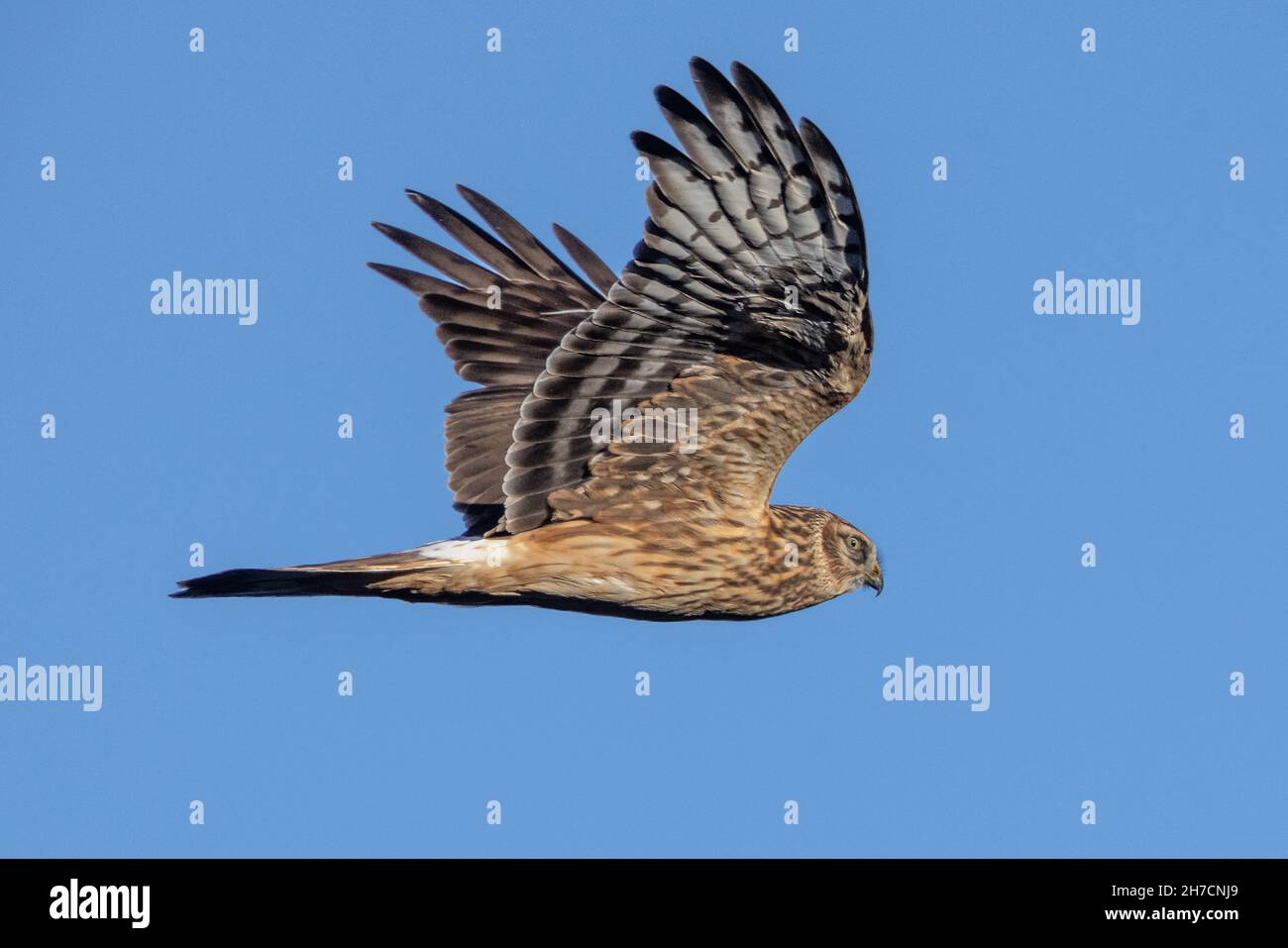 Hühner (Circus cyaneus), Weibchen im Flug, Deutschland, Bayern Stockfoto