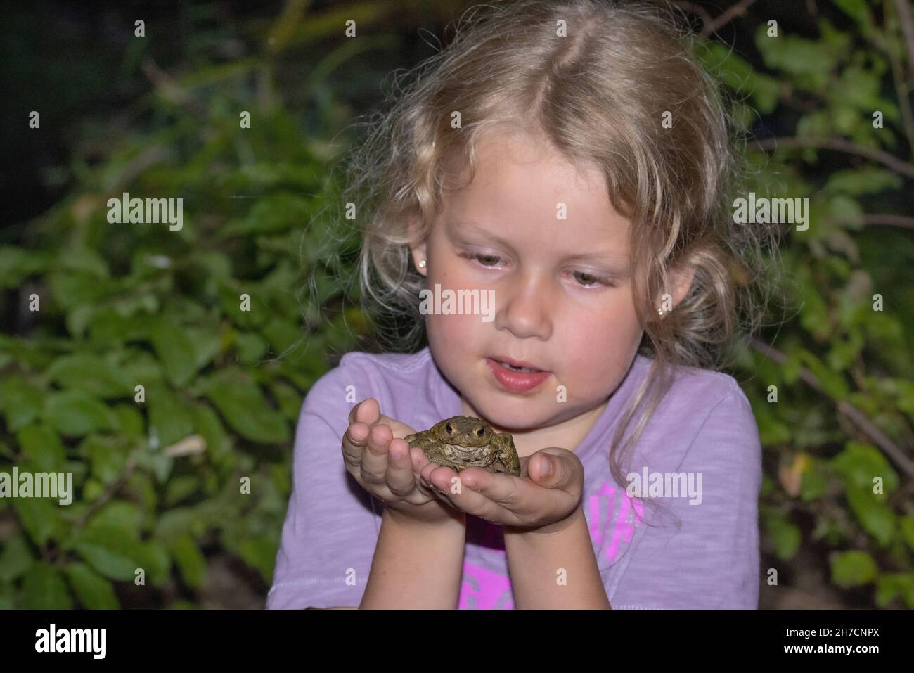 Europäische Kröte (Bufo bufo), kleines Mädchen mit Zahnlücke, das vorsichtig eine Kröte in den Händen hält, Deutschland Stockfoto