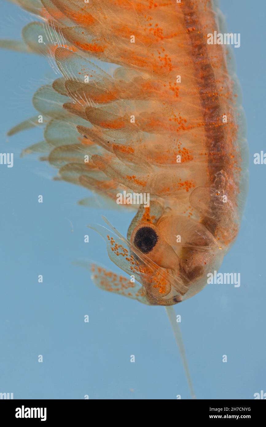 Makrokrebse, Anostraca (Tanymastix stagnalis), Kopf und Beine des Weibchens, Detail, Deutschland, Bayern Stockfoto