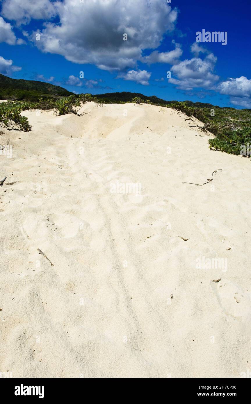 Meeresschildkröten (Cheloniidae), Schildkrötenpfaden und Nest am Strand, Niederländische Antillen, Bonaire Stockfoto