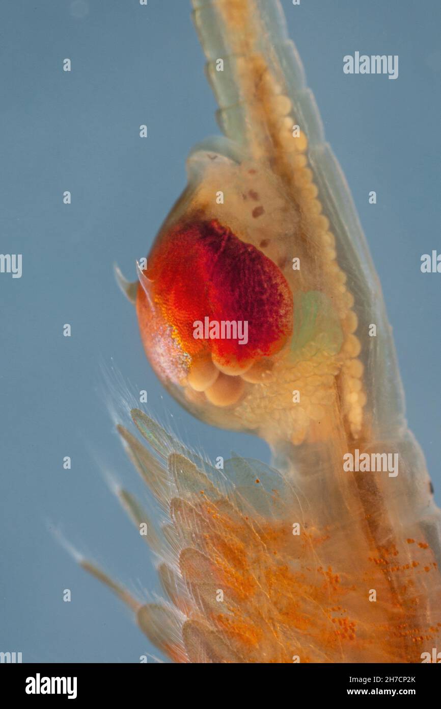 Makrokrebse, Anostraca (Tanymastix stagnalis), Brutsack des Weibchens, Detail, Deutschland, Bayern Stockfoto