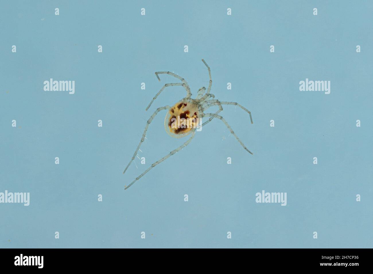 Süßwassermilben (Hydrachnellae, Hydrachnidia), mit langen Beinen und gelb-braunem Muster, Deutschland Stockfoto