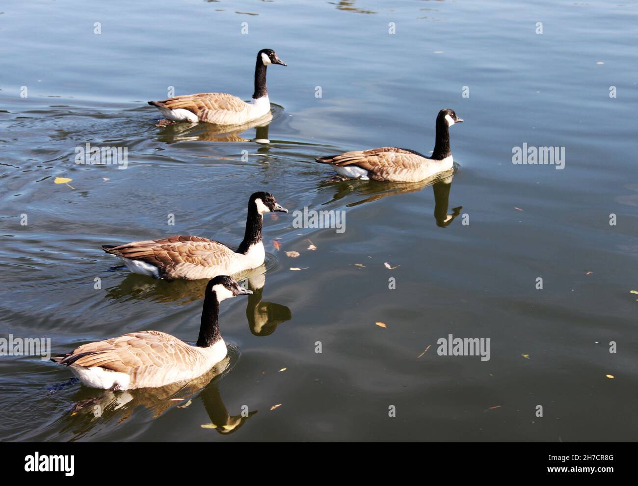 Vier Kanadagänse schwimmen auf dem Main in deutschland Stockfoto