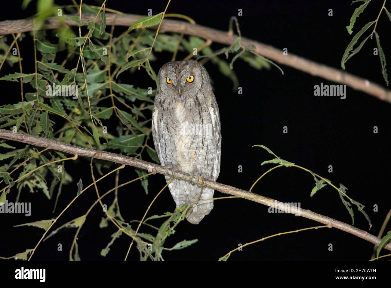 Eurasian Scops Owl, Otus Scops, Bhigwan, Solapur, Pune, Maharashtra, Indien Stockfoto