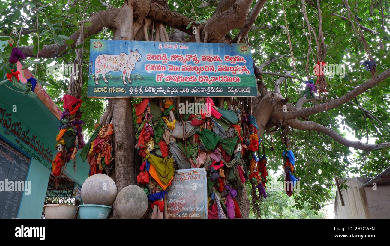 Ältester Wish Tree (Banyan Tree) in Ravvalkonda, Karnool, Andhra Pradesh Stockfoto