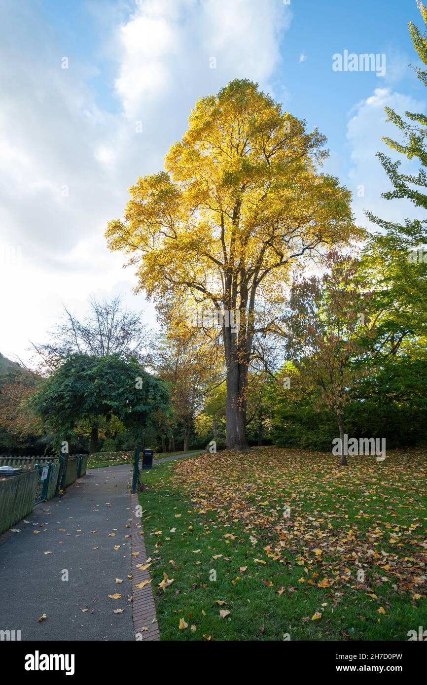 Dale End Park in Ironbridge, Shropshire, England, Großbritannien, im Herbst oder November Stockfoto