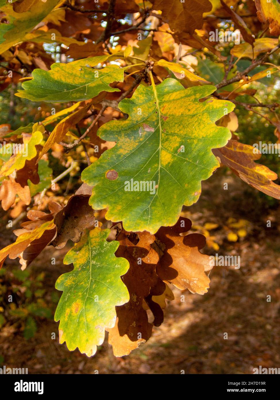 Die Farben des Herbstes im Berliner Grunewald, Eichenblätter