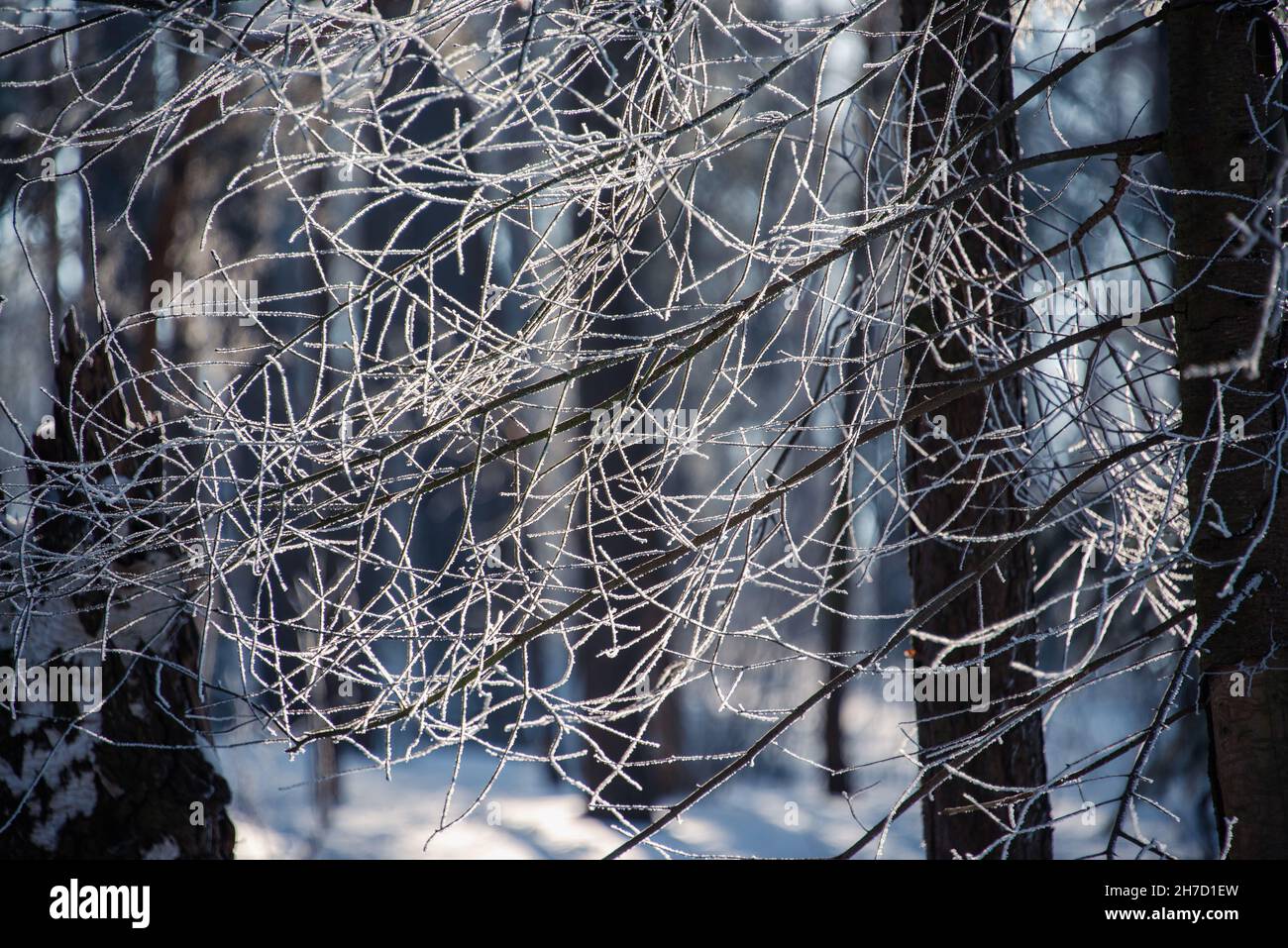 Weißes Netz: Eis auf dünnen Fichtenzweigen im Wannsee-Wald Stockfoto