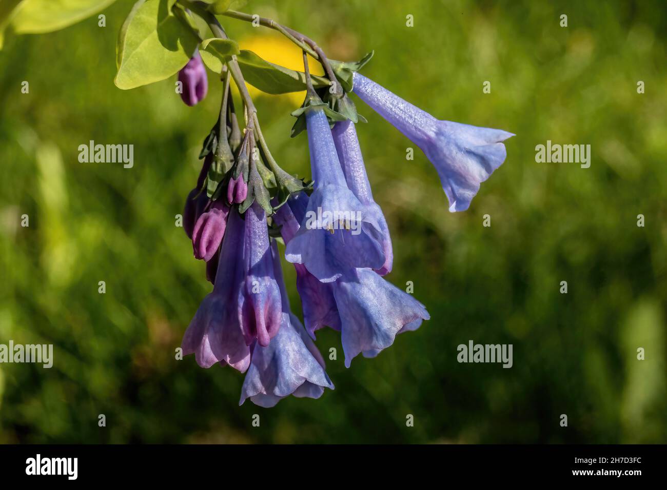 Die Wildblumen von Virginia blühen in einem schattigen Frühlingsgarten in Taylors Falls, Minnesota, USA. Stockfoto