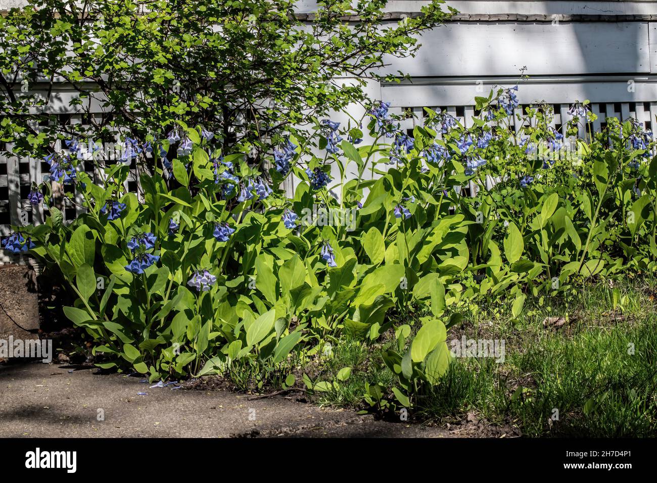 Virginia Bluebells, die im Frühling des Jahres in Taylors Falls, Minnesota, USA, vor einem weißen Haus mit einem Holzgitter wachsen. Stockfoto