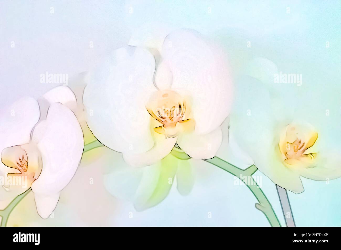Digital verbesserte Bild eines weißen Phalaenopsis Orchidee auf weißem Hintergrund Stockfoto