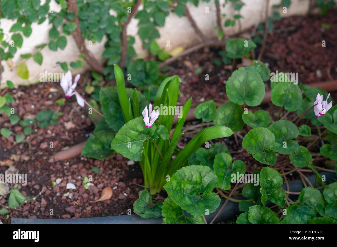 Wildes Cyclamen persicum, das persische Cyclamen, das in einem privaten Garten blüht. Aufgrund der ländlichen Urbanisierung ist der natürliche Lebensraum dieser Anlage (und anderer) i Stockfoto